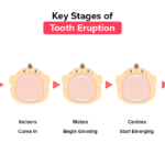 What Parents Should Know About Tooth Eruption During Fever Or Illness