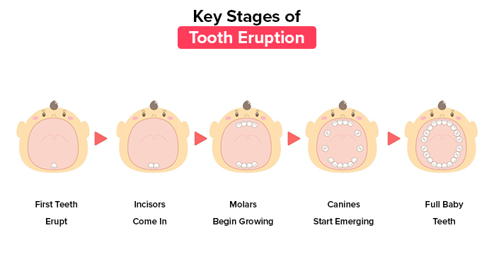 What Parents Should Know About Tooth Eruption During Fever Or Illness