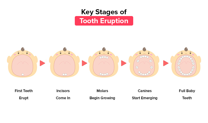 What Parents Should Know About Tooth Eruption During Fever Or Illness